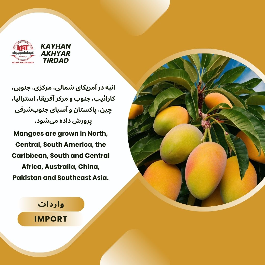 انبه